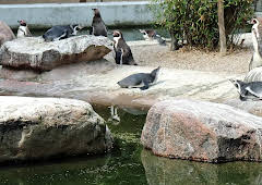 Leopard, Seebär & Co.