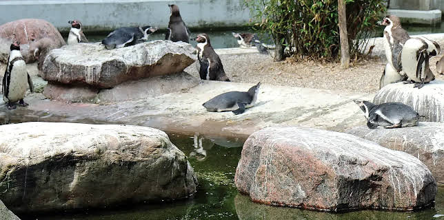 11:40: Leopard, Seebär & Co. | Radio Bremen | 12/18 2025