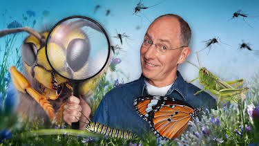 20:15: Quarks: Das Insekten-Paradox: klein, lästig, unverzichtbar! | WDR Fernsehen | 9/3 2026