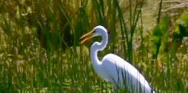 06:46: Misterios de la naturaleza: Guardaespaldas de cocodrilos | Discovery Max | 2/8 2026