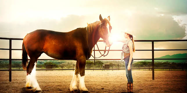 A Horse Story (2015)