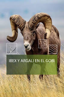 22:35: Ibex y Argali del Gobi | Caza y Pesca | 3/30 2026