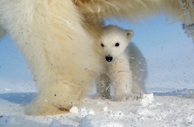 Polar Bear: Spy on the Ice: Into the World