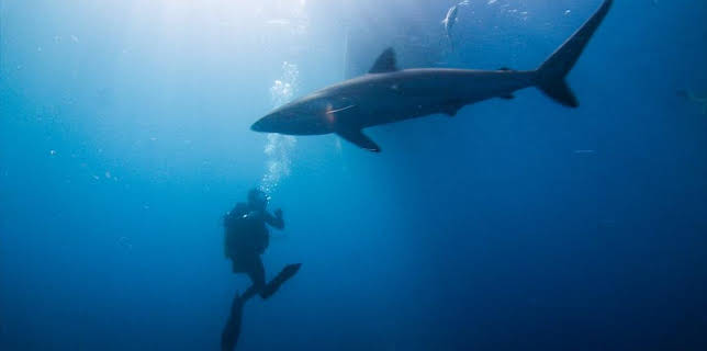 10:00 AM: Shark Bites (S1) | CBBC | 11/11 2025