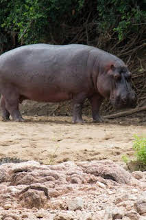 18:00: Guerras de cocodrilos | Nat Geo Wild | 3/26 2026