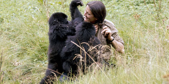08:40: Dian Fossey: Ihr Leben für die Gorillas | Arte | 12/30 2025