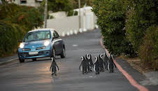 Cities: Nature's New Wild