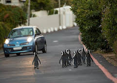 Cities: Nature's New Wild