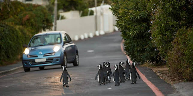 3:30 PM: Cities: Nature's New Wild (S1) | BBC Two | 2/17 2026