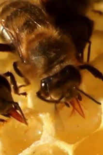07:09: ¿Cómo lo hacen? Mundo animal: Insectos espaciales y mapas mentales de las ardillas | Discovery Max | 9/27 2026