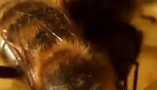 ¿Cómo lo hacen? Mundo animal: Insectos espaciales y mapas mentales de las ardillas