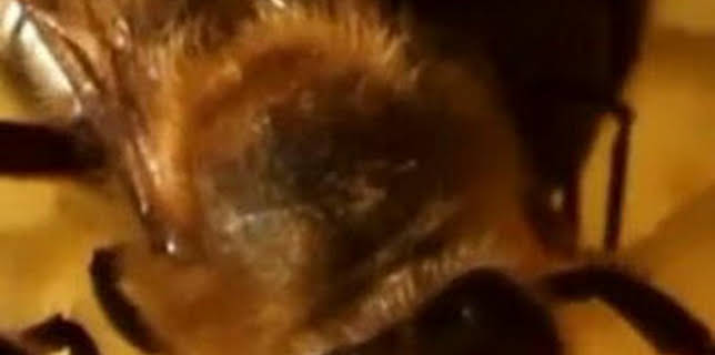 07:09: ¿Cómo lo hacen? Mundo animal: Insectos espaciales y mapas mentales de las ardillas | Discovery Max | 3/8 2026