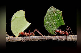 Why Insects Matter: Earth’s Most Essential Species: Insects as Farmers