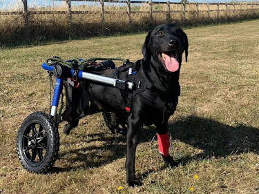 19:15: Der Super-Doc - Einsatz für 4 Pfoten | Sixx | 5/3 2026