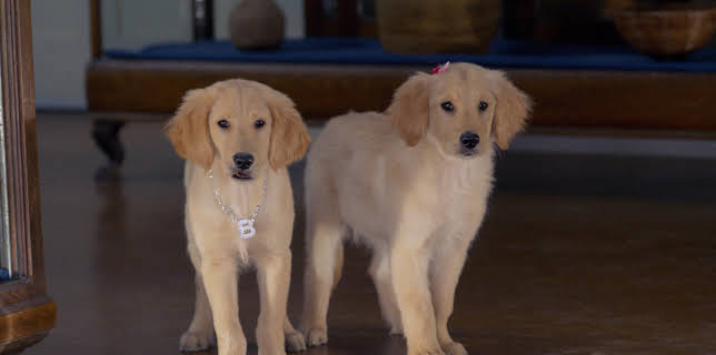 Treasure Buddies (2012)