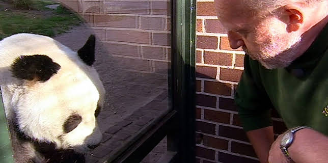 17:05: Panda, Gorilla & Co. (93) | RBB Fernsehen | 3/17 2026