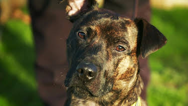 16:25: Hundehuset: Rolo | NRK 2 | 5/15 2026