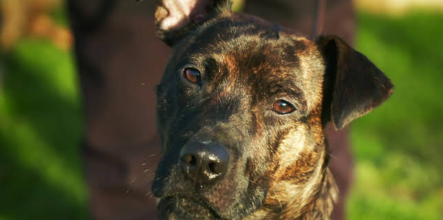 20:50: Hundehuset: Rolo | NRK 2 | 2/2 2026