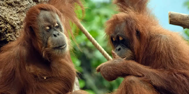 11:40: Leopard, Seebär & Co. | NDR Fernsehen | 1/29 2026