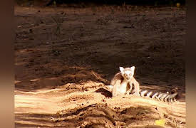 Lemur Street: Victim of Circumstance