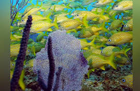 Ocean Parks: Bahamas: Exuma Cays