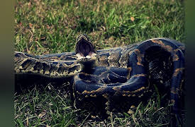 Swamp Wars Season 1: Killer in Your Mailbox