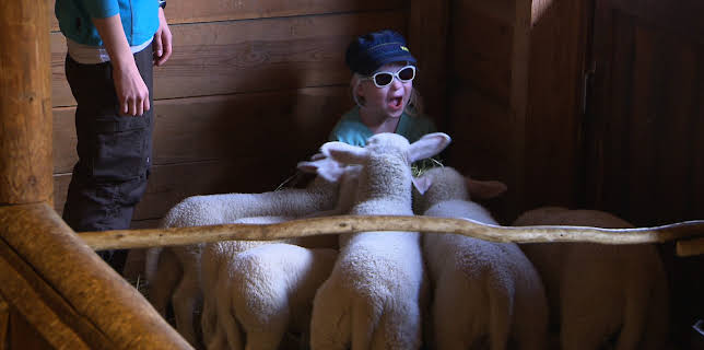 05:30: Dyrepasserne | TV 2 | 11/22 2025