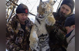 Discovery Presents Season 1: Last Tiger Standing