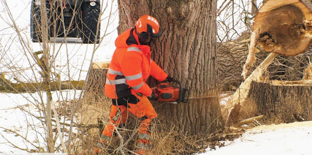 18:15: Die Nordreportage: Baumfällen extrem | NDR Fernsehen | 3/9 2026