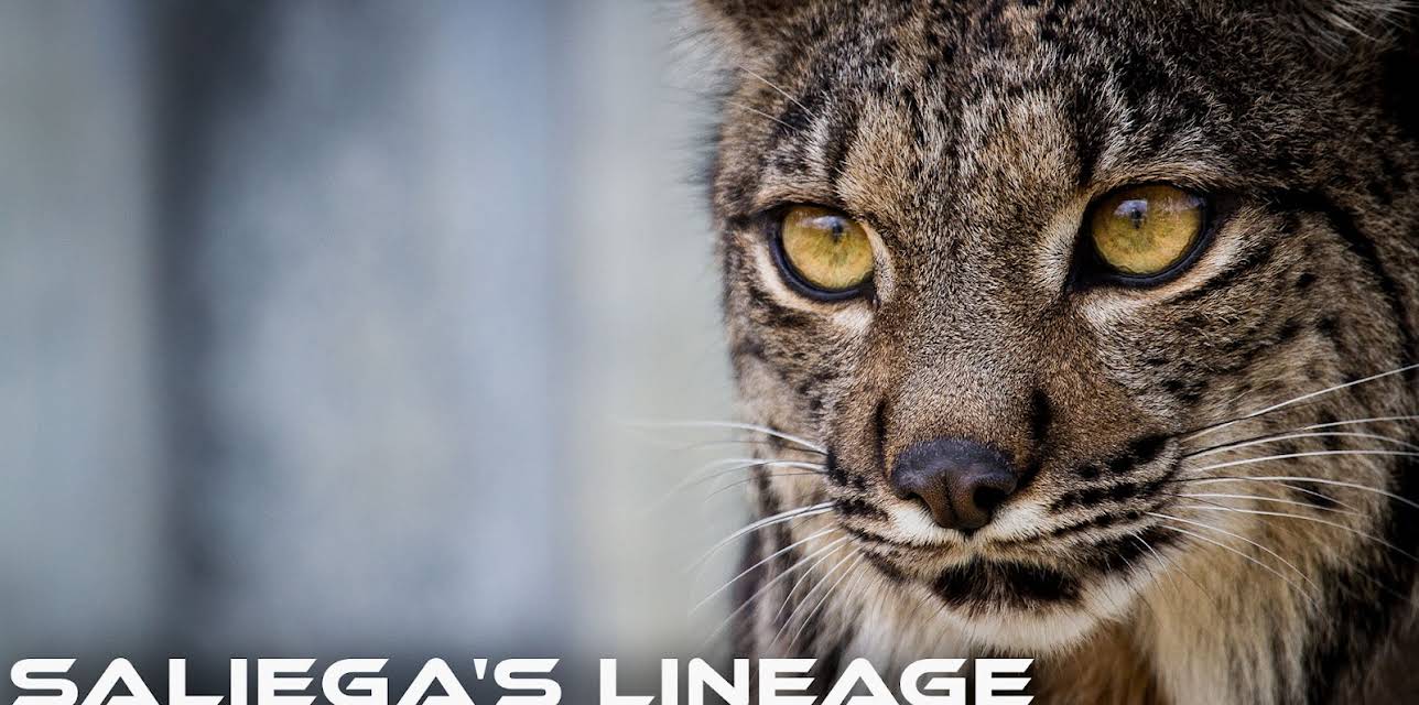 Saliega's Lineage, the Return of the Iberian Lynx (2019)