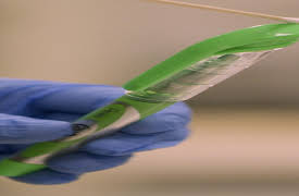 Forensic Files II, Season 1: The Green Pen