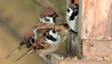 Erlebnis Erde: Geheimnisvoller Garten - Frühlingserwachen