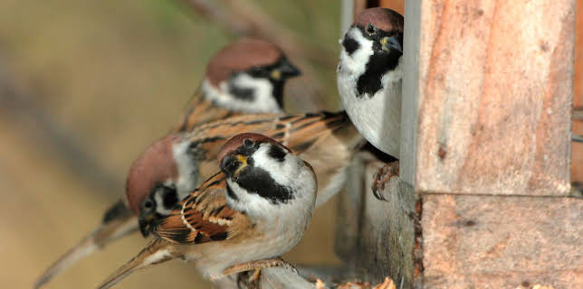 17:15: Erlebnis Erde: Geheimnisvoller Garten - Frühlingserwachen | WDR Fernsehen | 3/15 2026