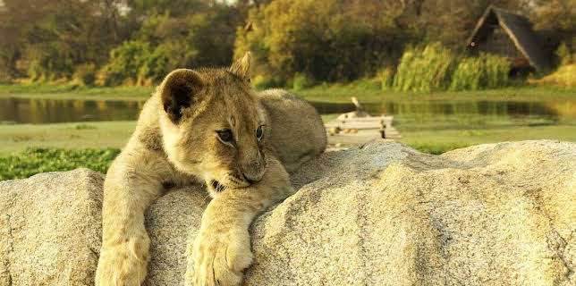 09:55: Welt der Tiere | BR Fernsehen | 3/21 2026