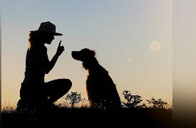 Dog Training 101: The Principles of Dog Training