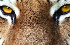 72 animales peligrosos: Asia: Episode 12