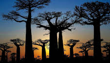 Verborgen im Dschungel - Geheimnisse aus der Vergangenheit