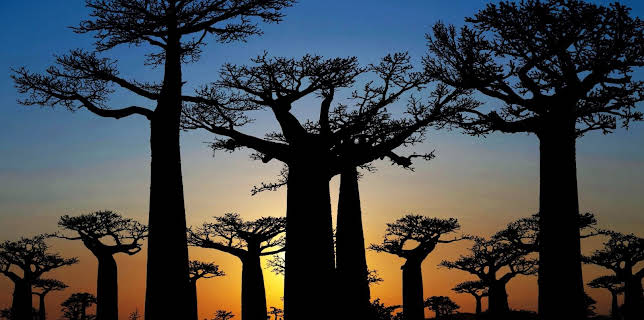 06:30: Verborgen im Dschungel - Geheimnisse aus der Vergangenheit | Kabel Eins Doku | 1/8 2026