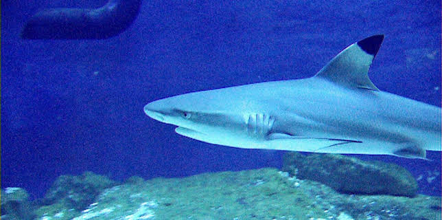 14:25: Elefant, Tiger & Co. (220) | MDR Fernsehen | 12/19 2025