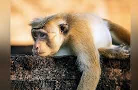 Monkey Island: Leaving Home