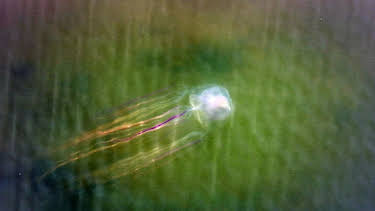 10:20: Meister der Jagd am Great Barrier Reef | Arte | 4/8 2026