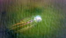 Meister der Jagd am Great Barrier Reef