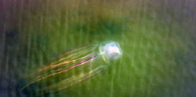 17:50: Meister der Jagd am Great Barrier Reef | Arte | 2/27 2026