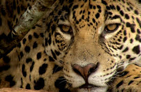 Secret Brazil Wild Pantanal: Wild