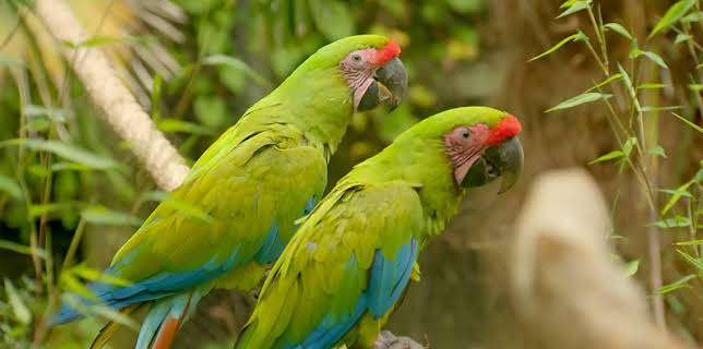 12:35 PM: Go Wild (S2) | Cbeebies | 2/15 2026