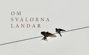 Om svalorna landar