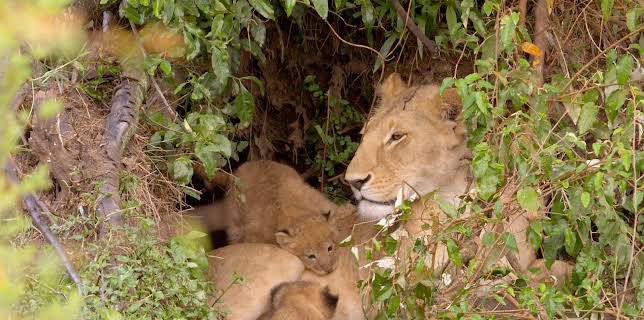 07:20: Die Großkatzen der Masai Mara (2/2) | 3SAT | 11/9 2025