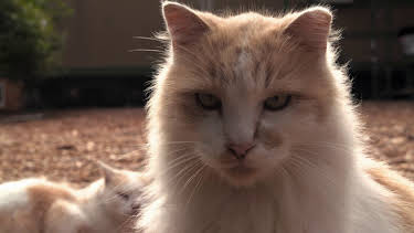 18:30: Dyrenes utrolige evner (S1 E22) (S1) | Animal Planet | 4/4 2026