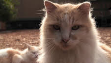 Dyrenes utrolige evner (S1 E22)