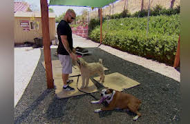 Cesar 911 Season 1: Dog Fight